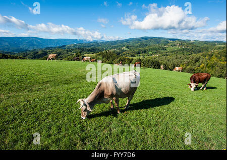 Berggipfel St. Urban in Slowenien in der Nähe von Maribor. Stockfoto