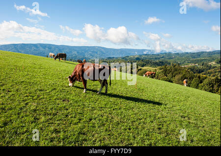 Berggipfel St. Urban in Slowenien in der Nähe von Maribor. Stockfoto