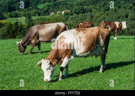 Berggipfel St. Urban in Slowenien in der Nähe von Maribor. Stockfoto