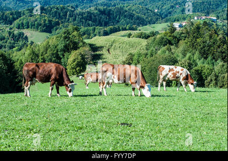 Berggipfel St. Urban in Slowenien in der Nähe von Maribor. Stockfoto