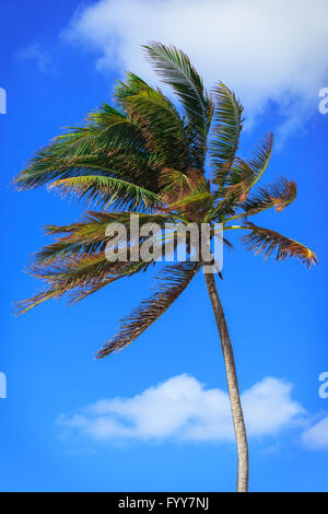 Palme bei starkem wind Stockfoto