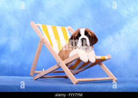 St. Bernard Dog. Welpen (7 Wochen alt) in einem kleinen Liegestuhl liegen. Studio Bild vor einem blauen Hintergrund. Deutschland Stockfoto