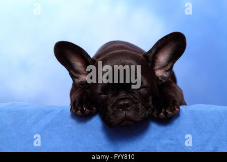 Französische Bulldogge. Welpen (12 Wochen alt) schläft auf einer blauen Decke. Studio Bild vor einem blauen Hintergrund. Deutschland Stockfoto