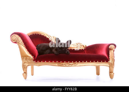Französische Bulldogge. Welpen (12 Wochen alt) liegen auf einer Chaiselongue. Studio Bild vor einem weißen Hintergrund. Deutschland Stockfoto