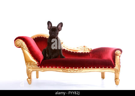 Französische Bulldogge. Welpen (12 Wochen alt) sitzt auf einer Chaiselongue. Studio Bild vor einem weißen Hintergrund. Deutschland Stockfoto