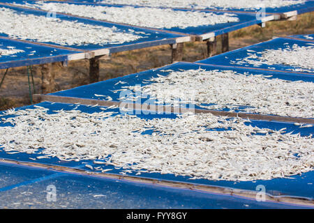 Kleine gesalzene Fische getrocknet unter der Sonne in Chanthaburi Provinz, Thailand Stockfoto