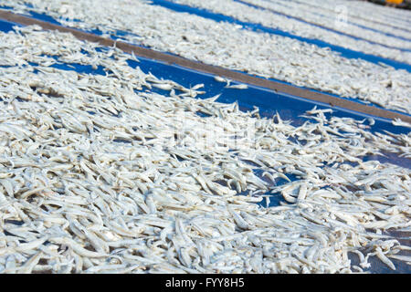 Kleine gesalzene Fische getrocknet unter der Sonne in Chanthaburi Provinz, Thailand Stockfoto