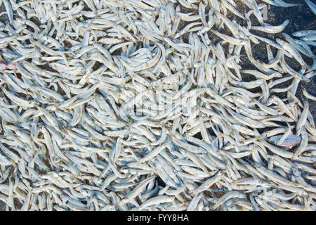 Kleine gesalzene Fische getrocknet unter der Sonne in Chanthaburi Provinz, Thailand Stockfoto