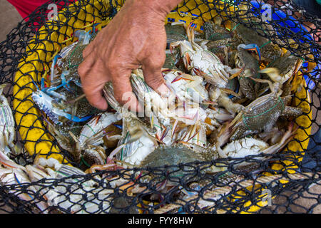 Krabbe ist eingefangen in den Korb Stockfoto