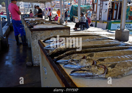 Frisch gefangen Snoek (Thyrsites Atun) für den Verkauf auf dem Fischmarkt am Hafen von Kalk Bay in Südafrika. Stockfoto