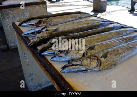 Frisch gefangen Snoek (Thyrsites Atun) für den Verkauf auf dem Fischmarkt am Hafen von Kalk Bay in Südafrika. Stockfoto