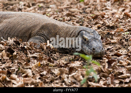 Nationalpark Komodo Insel in Indonesien live Drachen Stockfoto