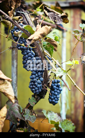 Herbst Trauben von roten Trauben hängen von einer alten Rebe in am Nachmittag Licht Stockfoto