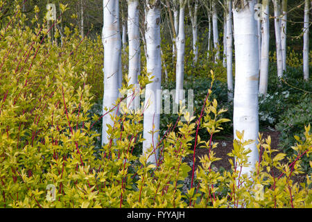 Himalaya-Birken Betula utilis var Jacquemontii und Rotwig-Dogwood Kardinal Cornus sericea Stockfoto