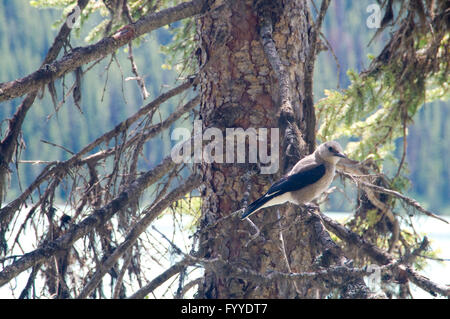 Kanadische grau Jay Perisoreus canadensis Stockfoto