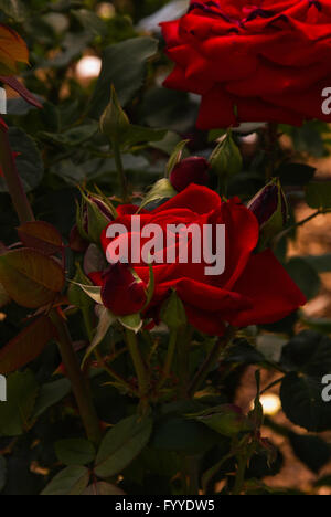 Rose, Rosa LEIBESZAUBER, Teehybride, Stockfoto