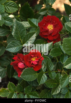 Rose, Rosa SCARLETT MOSS, Miniatur, Stockfoto