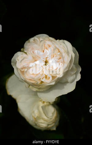 Rose, Rosa MME HARDY, Moschus-Rose, Stockfoto