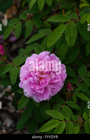 Rose, Rosa THERESE BUGNET, Rugosa, Stockfoto