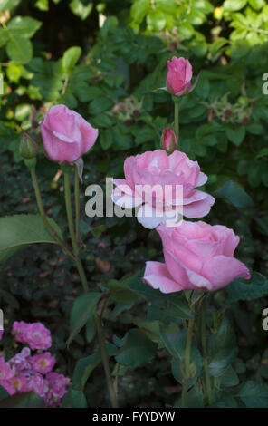 Rose, Rosa, Queen Elizabeth, Grandiflora Stockfoto