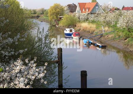 Zu Beginn des Mai die Region "Altes Land" (altes Land) genannt schaltet sich Nord-westlich von Hamburg in ein Blütenmeer Zehntausende von Apfel- und Kirschbäumen. Stockfoto