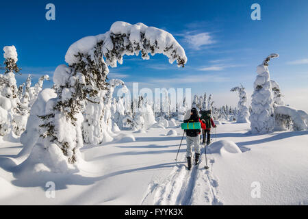 Skifahren im Tiefschnee im Nationalpark Riisitunturi, Finnland. Stockfoto