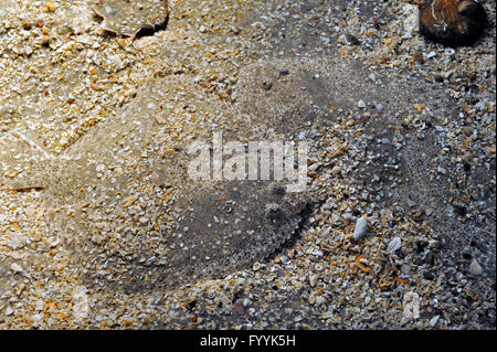 Scholle (Pleuronectes Platessa) perfekt getarnt durch harmonisch in den Meeresboden Stockfoto