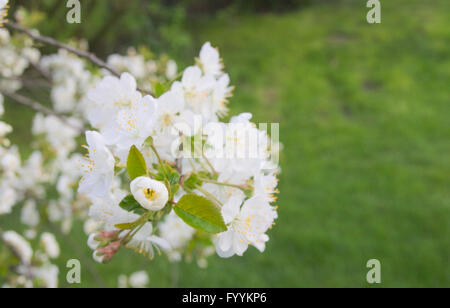 Sauerkirsche Blumen Frühling Garten alles in Blüte Stockfoto