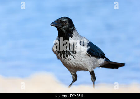 Crow am Strand. Meer im Hintergrund Stockfoto