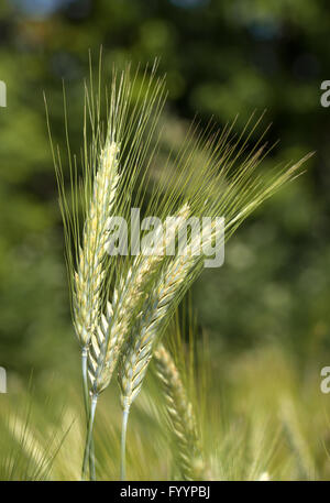 Grüne Roggen in Nahaufnahme Stockfoto