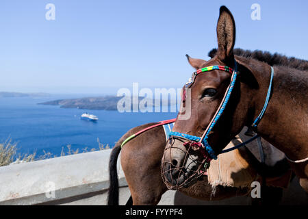 Esel in Fira auf der Insel Santorini Stockfoto