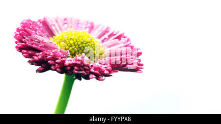 Frische rosa Gänseblümchen Blume isoliert auf weiss. Stockfoto