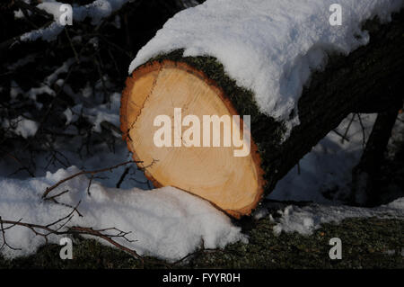 Tilia Cordata, kleinblättrige Linde, Holz Stockfoto
