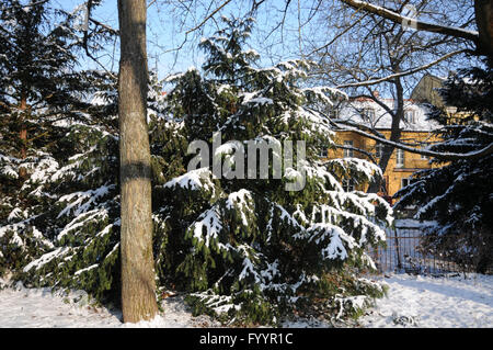 Taxus Baccata, Eibe Stockfoto