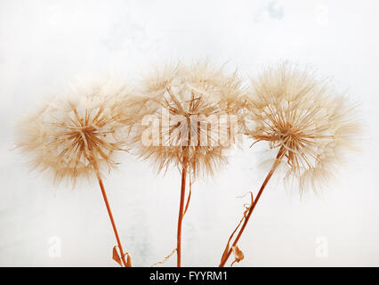 Flauschige getrockneten Pflanzen Stockfoto