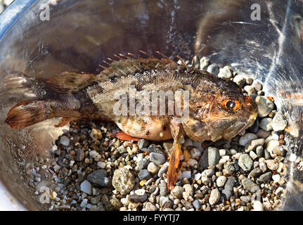 Frische Skorpionfische (Scorpaenidae) gefangen in einer Schüssel, Meeresfrüchte Stockfoto