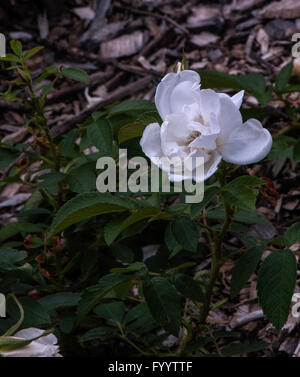 Rose, Mme Georges Bruant, Hybrid Rugosa, Stockfoto