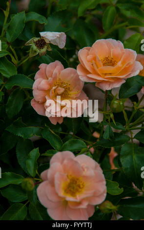 Rose, gelb Rosa Blume Teppich rose, Stockfoto