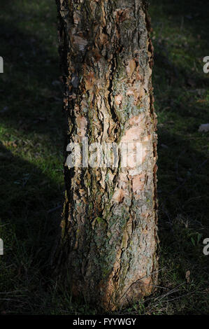 Betula Nigra, Fluss-Birke, Rinde Stockfoto