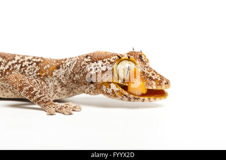 Nördlichen Langusten-tailed Gecko, Strophurus Ciliaris, ein Mitglied der Familie Diplodactylidae, lecken Auge. In Gefangenschaft (orig.-Australien) Stockfoto