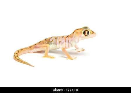 Footed Gecko, Pachydactylus Rangei.  (Ehemals Palmatogecko Rangei). In Gefangenschaft (Herkunft Namibia). Mitglied der Gekkonidae. Stockfoto