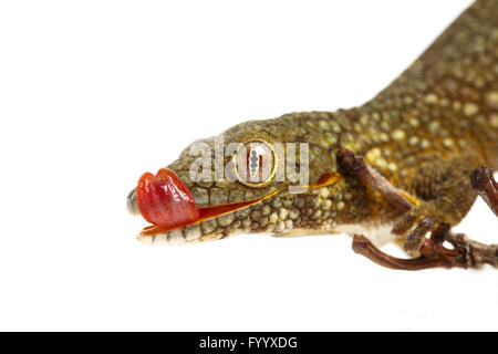 Prehensile-Tailed Gecko oder Bauers Chamäleon Gecko, Eurydactylodes Agricolae, Lippen lecken. Neu-Kaledonien (Captive) Stockfoto