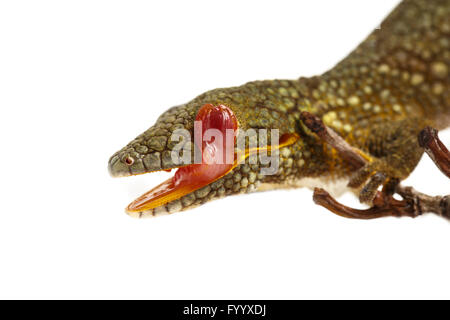 Prehensile-Tailed Gecko oder Bauers Chamäleon Gecko, Eurydactylodes Agricolae., lecken Auge. Neu-Kaledonien (Captive) Stockfoto