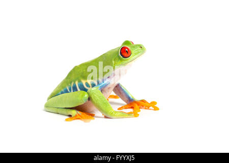 Rotäugigen Blatt Frosch, Agalychnis Callidryas, Zentral-Amerika, ein Mitglied der Hylidae Stockfoto