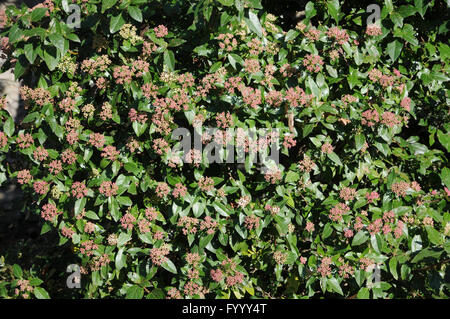 Viburnum Tinus, Laurustine, Knospen Stockfoto