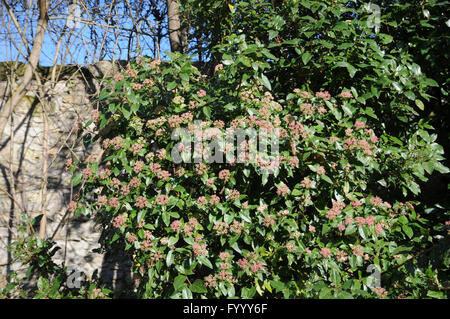 Viburnum Tinus, Laurustine, Knospen Stockfoto