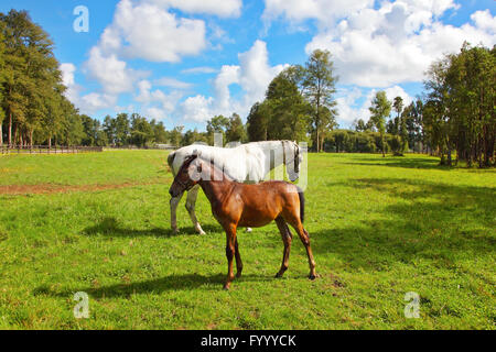 Weißes Pferd und Kastanien Fohlen Stockfoto