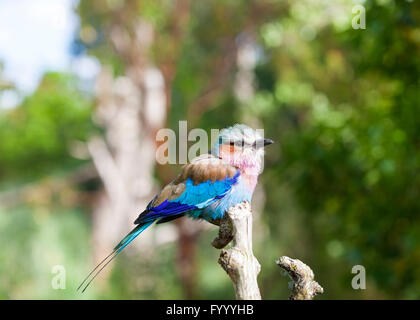 Lilac-breasted Roller (Coracias Caudatus), ein bunter afrikanischer Vogel, thront auf Zweig Stockfoto