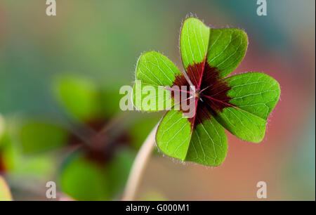 Enge, von Four Leaved Clover Glück Symbol Pflanze grün mit roten Zentrum Stockfoto