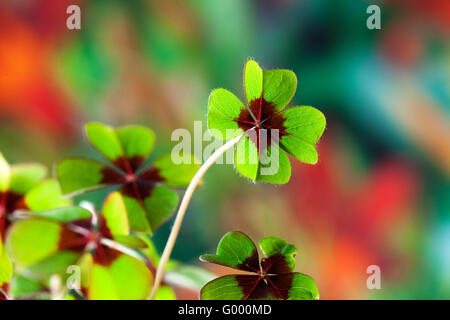 Enge, von Four Leaved Clover Glück Symbol Pflanze grün mit roten Zentrum Stockfoto